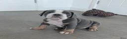 Olde English Bulldogge dogs for sale: Quality Chunky Olde English bulldogge puppies - Advert 8