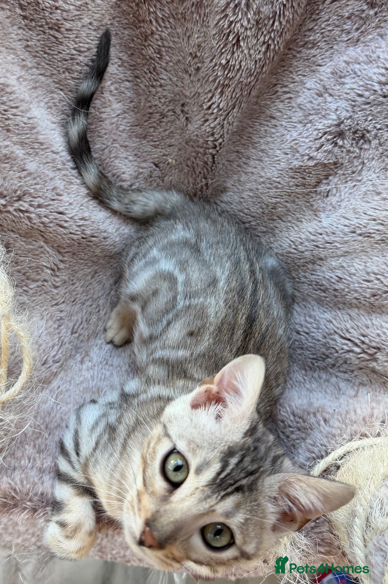 Bengal cats BENGAL KITTENS FOR SALE - Advert 6