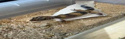 Leopard Gecko reptiles for sale: Leopard geckos - Advert 9