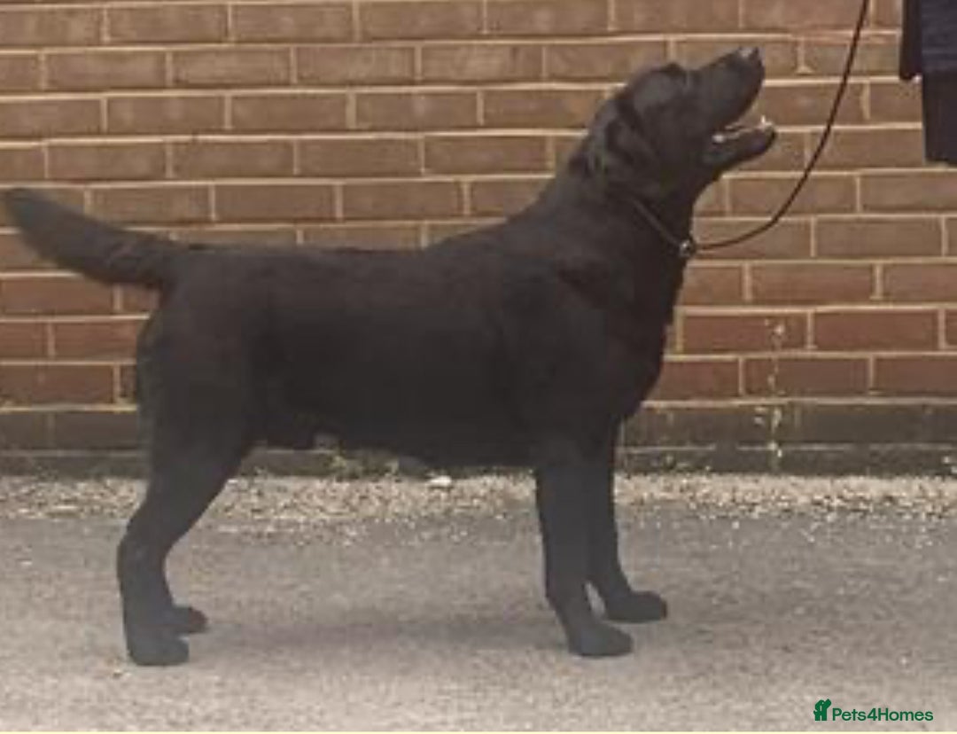 Labrador Retriever dogs for sale: KC STUNNING SHIW LABRADOR PUPPIES  - Advert 5