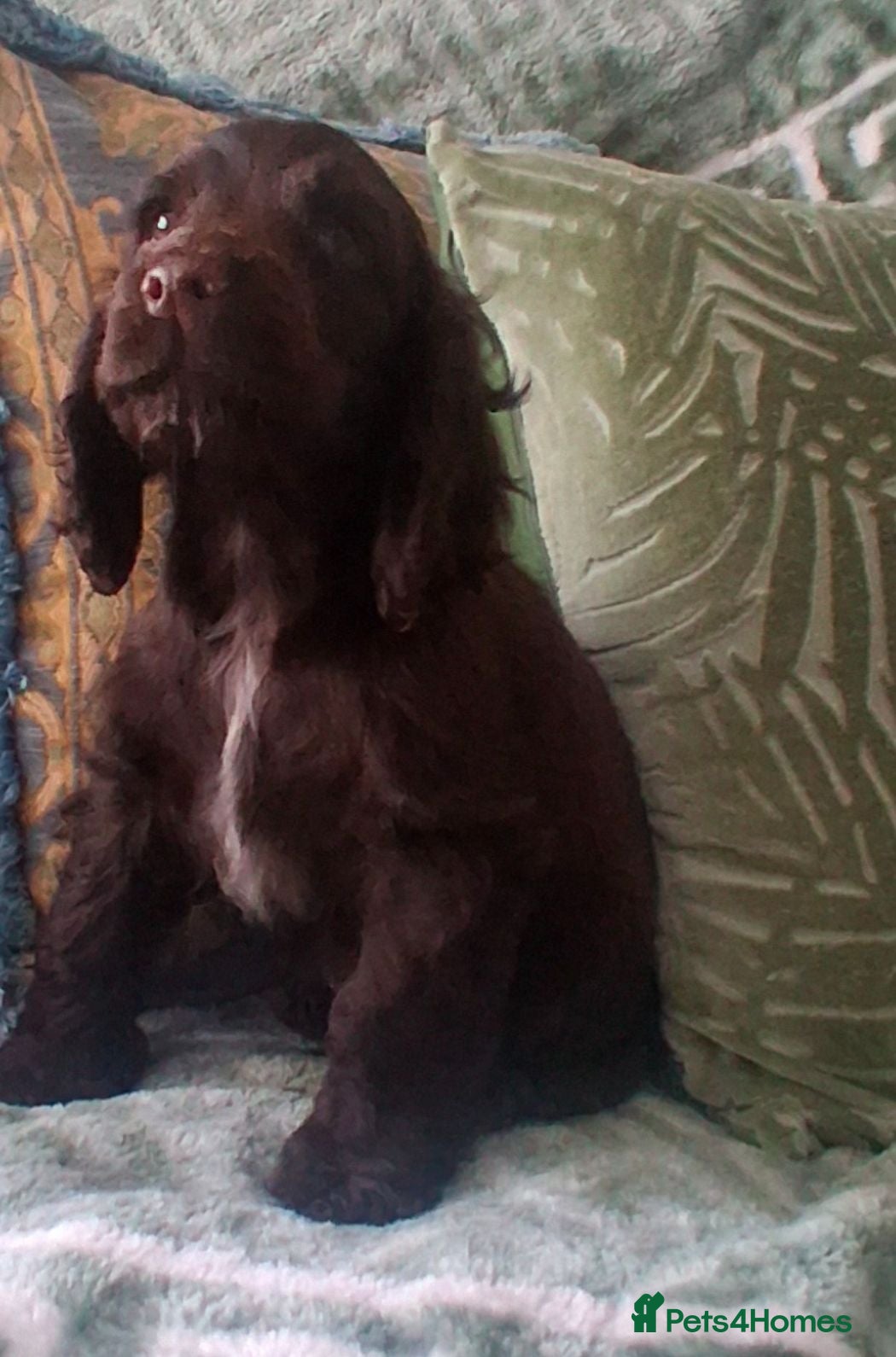 Cocker Spaniel dogs KC Reg Showtype Cocker Spaniels Champion Pedigree  - Advert 2