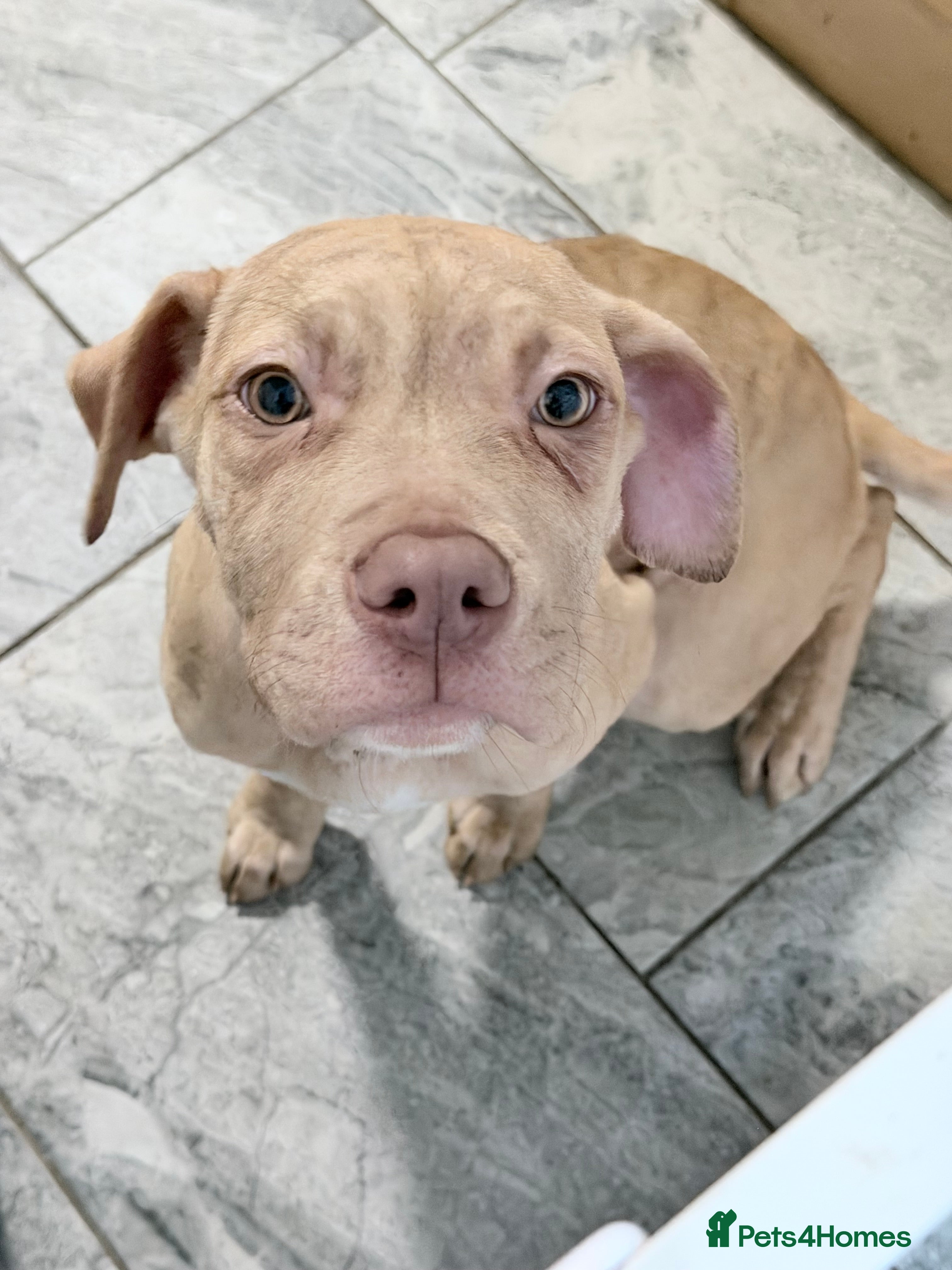 Cane Corso dogs Cane corso puppy for sale  - Advert 15