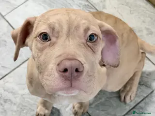 Cane Corso dogs Cane corso puppy for sale - Advert 15