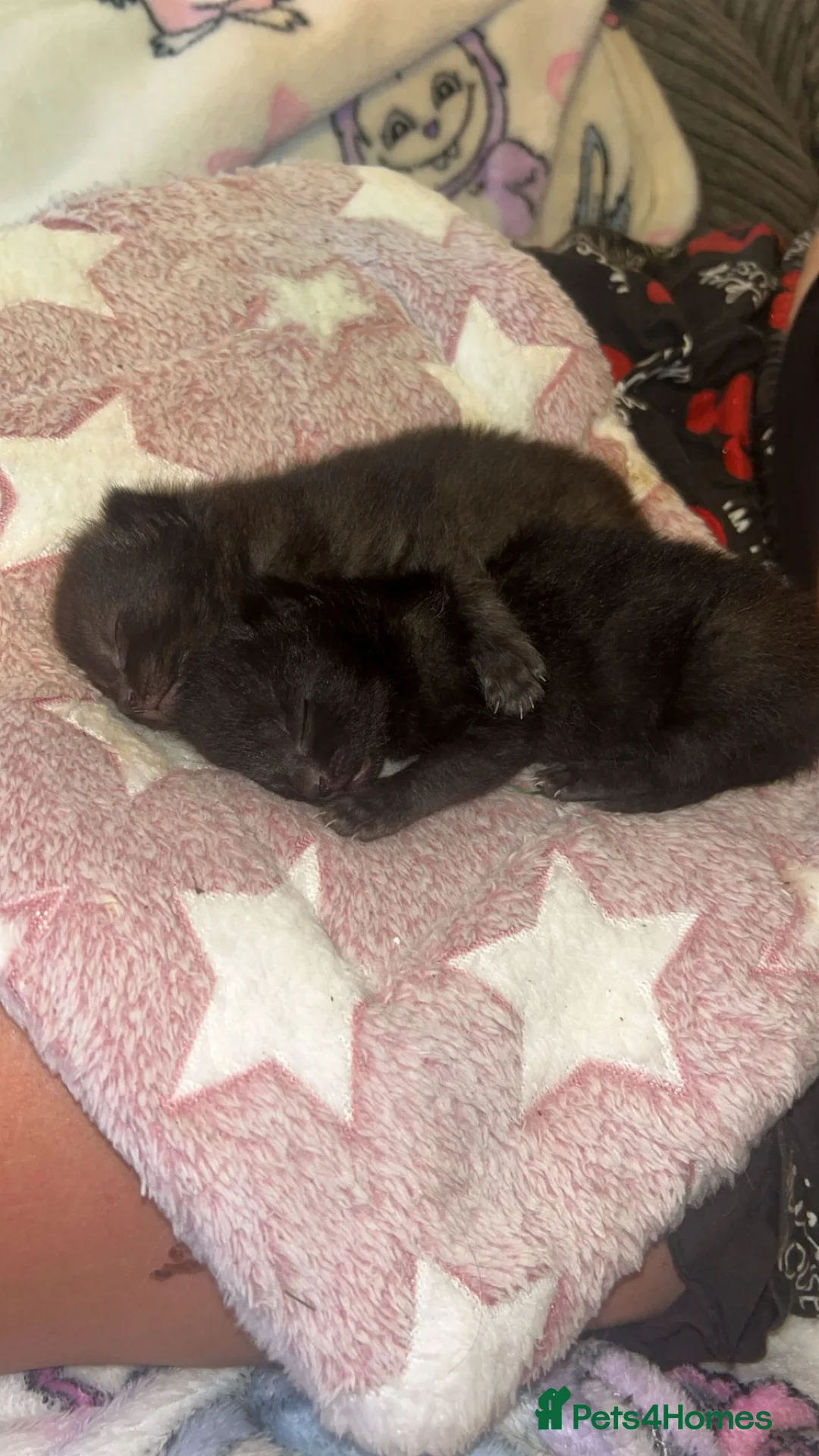 Mixed Breed cats for sale: 2 beautiful kittens looking for their forever home in Leeds - Advert 2