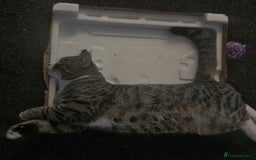 Mixed Breed cats for sale: 10 month old tabby kitten/cat  - Image 8