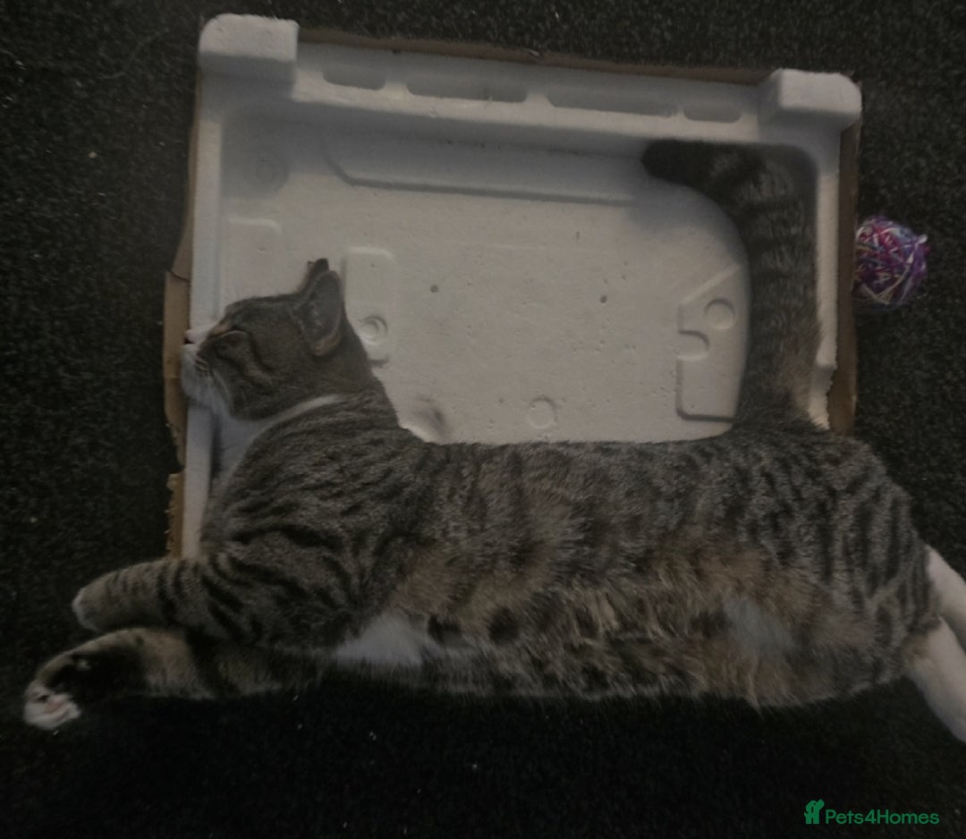 Mixed Breed cats for sale: 10 month old tabby kitten/cat  - Image 8