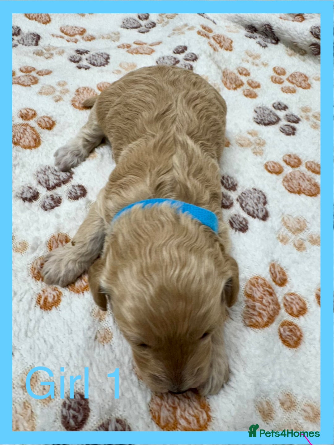 Cockapoo dogs for sale: Outstanding F1b Cockapoo Fully Health Tested  - Advert 7