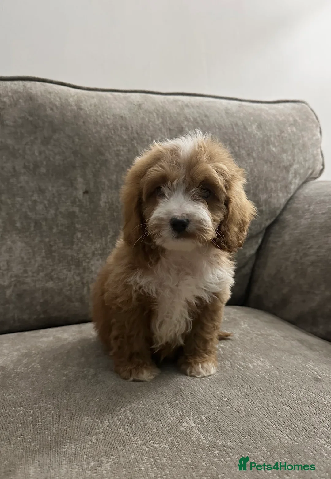 Cockapoo dogs for sale: Adorable Cockapoos’s looking for family homes - Advert 22
