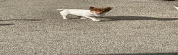 Jack Russell dogs for sale: TRADITIONAL MINI JACK RUSSEL BOY in Leeds - Advert 4