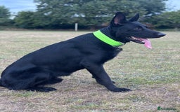German Shepherd dogs for stud: German Shepherd *STUD* - Image 1