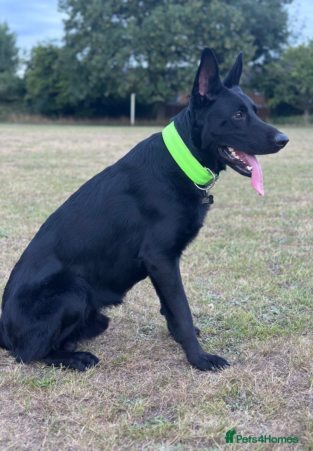 German Shepherd dogs for stud: German Shepherd *STUD* - Image 1