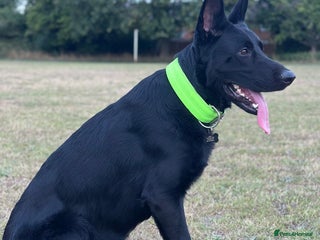 German Shepherd dogs - Advert 2