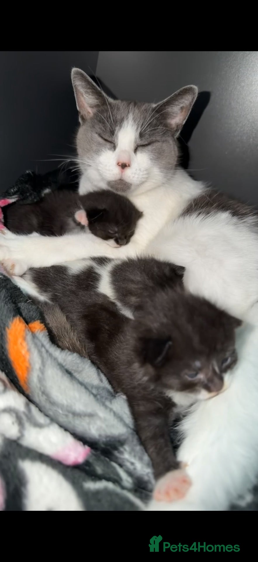 Domestic Shorthair cats Beautiful kittens  - Advert 1