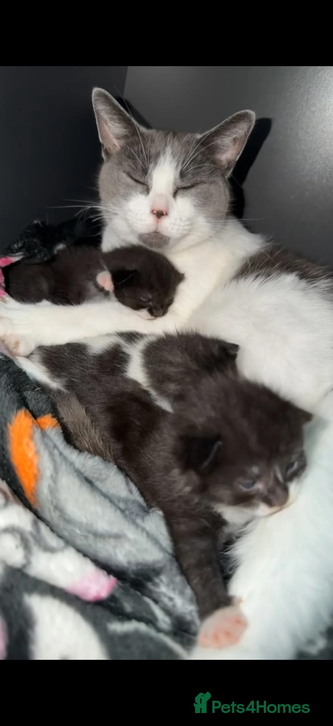 Domestic Shorthair cats for sale: Beautiful kittens  in Leicester - Advert 1
