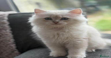 British Longhair cats - Advert 7