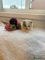 Pomeranian dogs - Advert 4