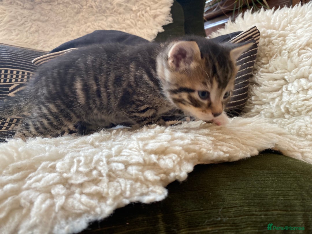 Mixed Breed cats for sale: Four beautiful little kittens - Image 35