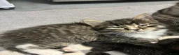Domestic Shorthair cats for sale: 🐾 Adorable Kittens – 1Black Male & 3Tabby Females in Waltham Abbey - Advert 23