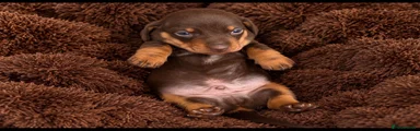Dachshund 1
