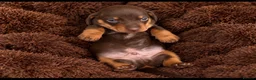 Dachshund dogs for sale: Miniature dachshund puppy  - Advert 4