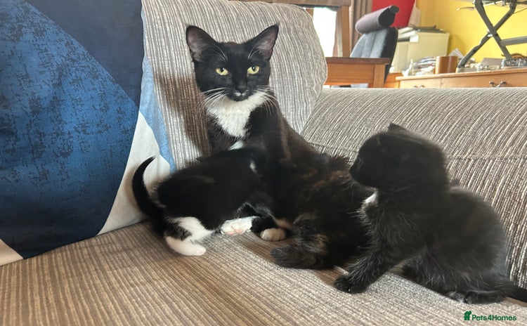 Domestic Shorthair cats - Advert 4