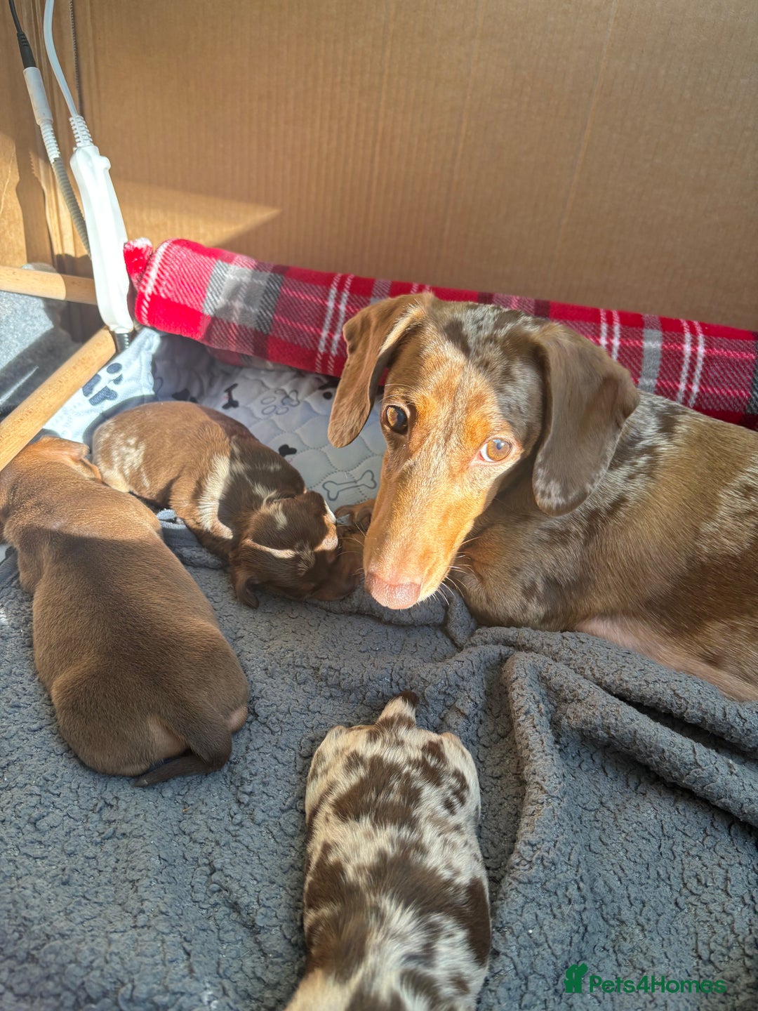 Miniature Dachshund dogs for sale: Miniature dachshund  - Advert 10