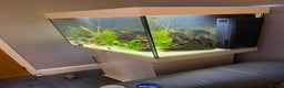 Catfish fish for sale: Complete fish tank set up with fish - Advert 3