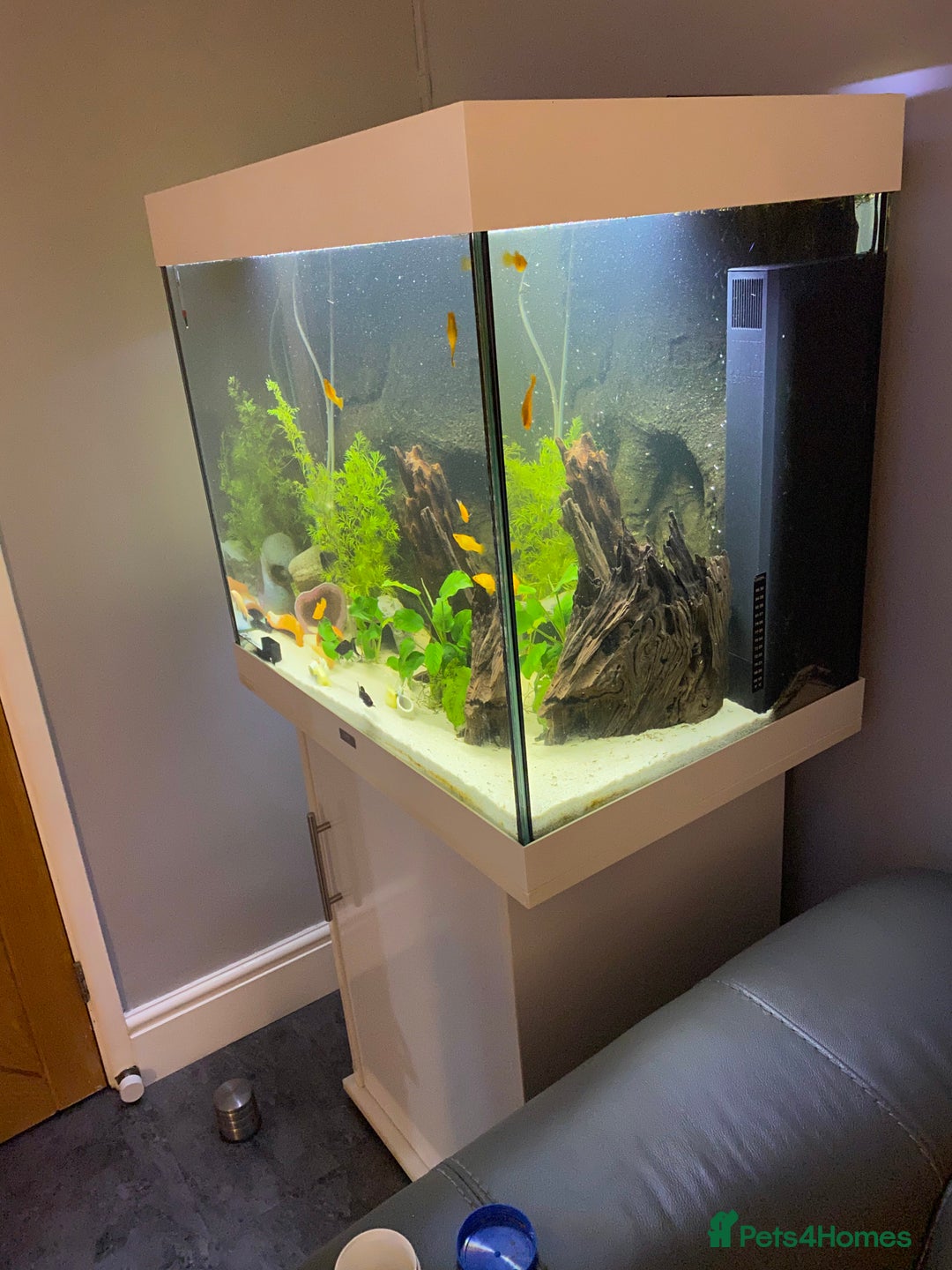 Catfish fish for sale: Complete fish tank set up with fish - Advert 3