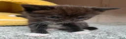 Mixed Breed cats for sale: Mixed cute Persian kittens - Advert 10