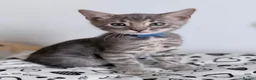 Bengal cats for sale: Exceptional Silver, Blue & Brown Bengal Kittens  in Basingstoke - Advert 33