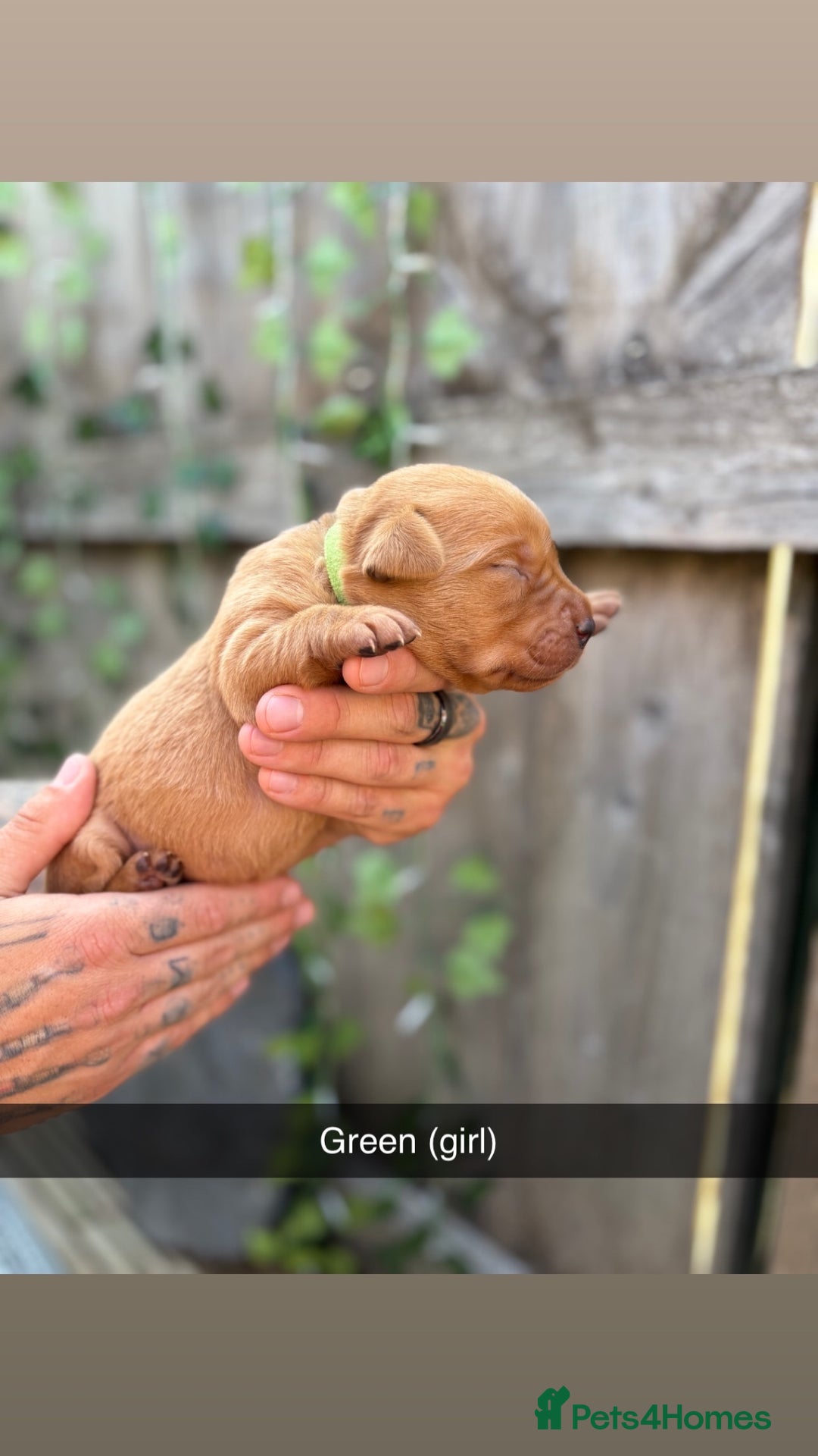 Labrador Retriever dogs for sale: Stunning Fox Red Labrador puppies  - Image 16