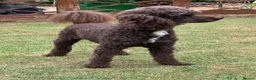 Mixed Breed dogs for sale:  🐾 Beautiful F1 Sproodle Puppies 🐾 - Advert 14
