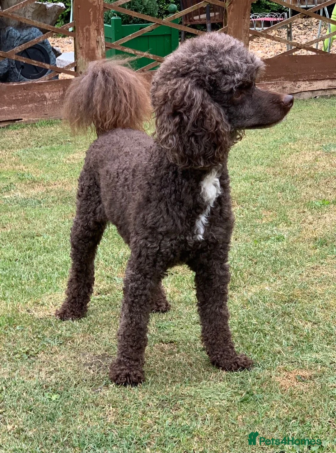 Mixed Breed dogs for sale:  🐾 Beautiful F1 Sproodle Puppies 🐾 - Advert 14