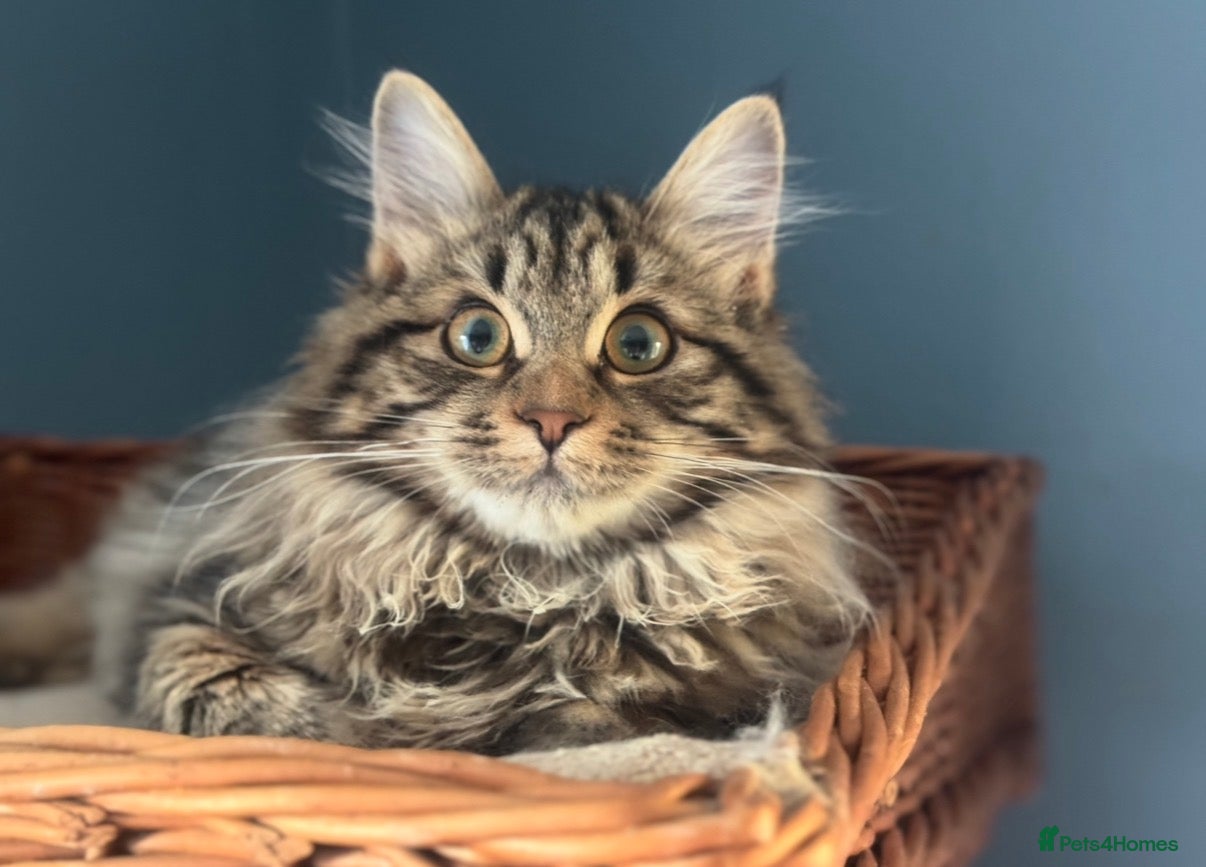 Kurilian Bobtail cats Very sweet Kurilian bobtail female for rehoming  - Advert 4