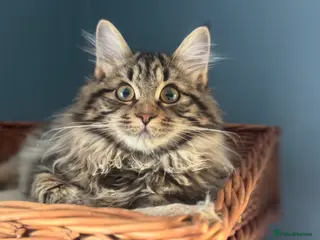 Kurilian Bobtail cats Very sweet Kurilian bobtail female for rehoming - Advert 2