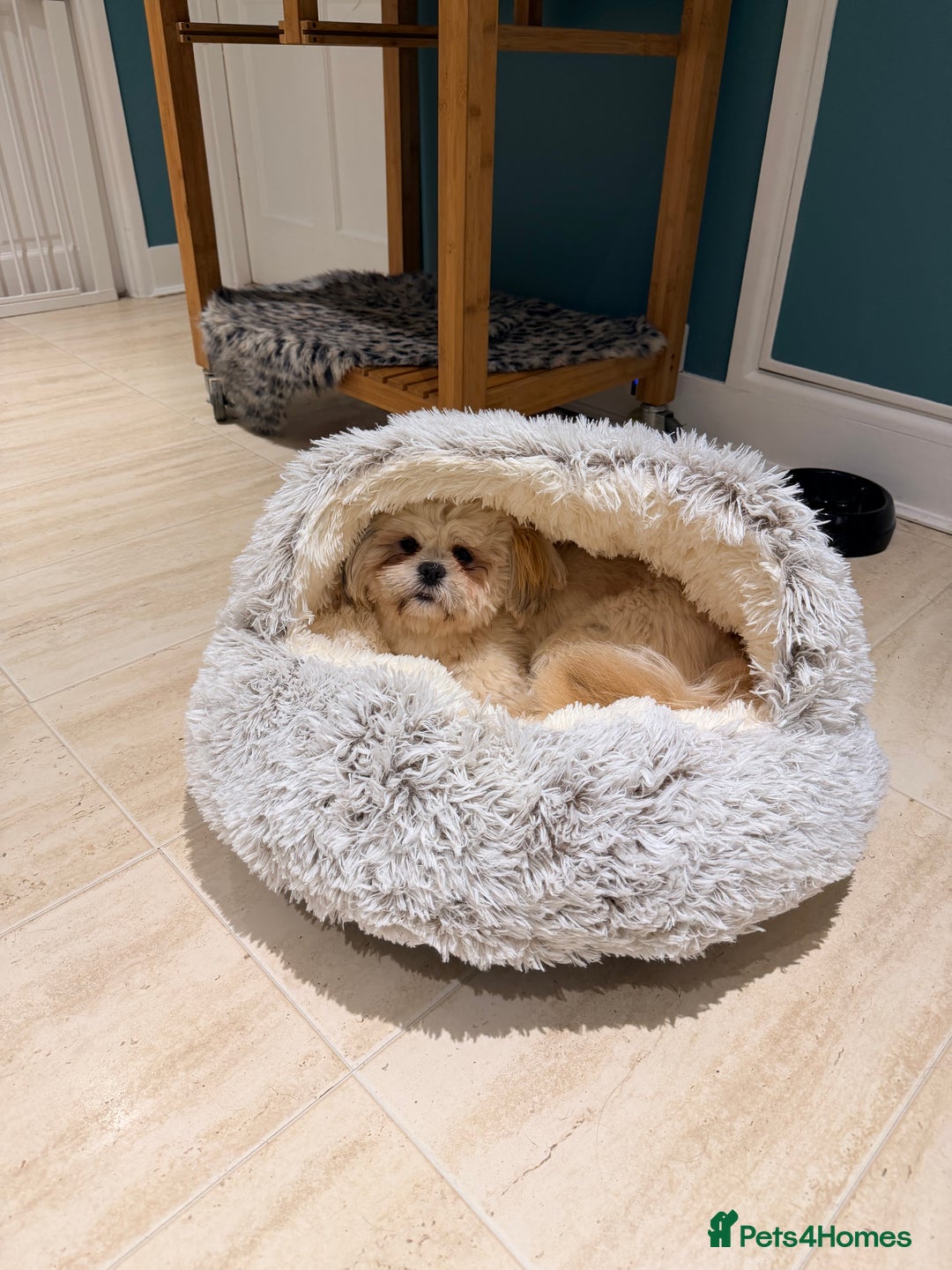 Lhasa Apso dogs for stud: STUD - Lhasa Apso - Randy Ronnie!  - Advert 2