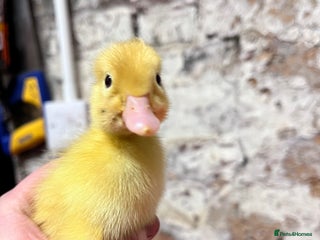 Ducks poultry Day old peaken ducks - Advert 17