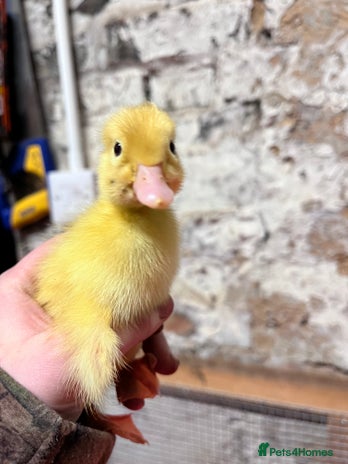 Ducks poultry Day old peaken ducks - Advert 3