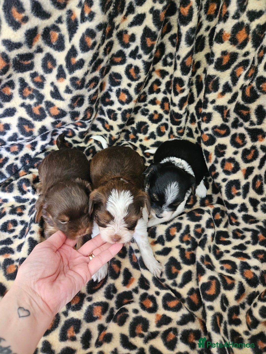 Yorkshire Terrier dogs for sale: 🤎 DNA tested parents 🤎 Yorkie puppies  - Advert 6