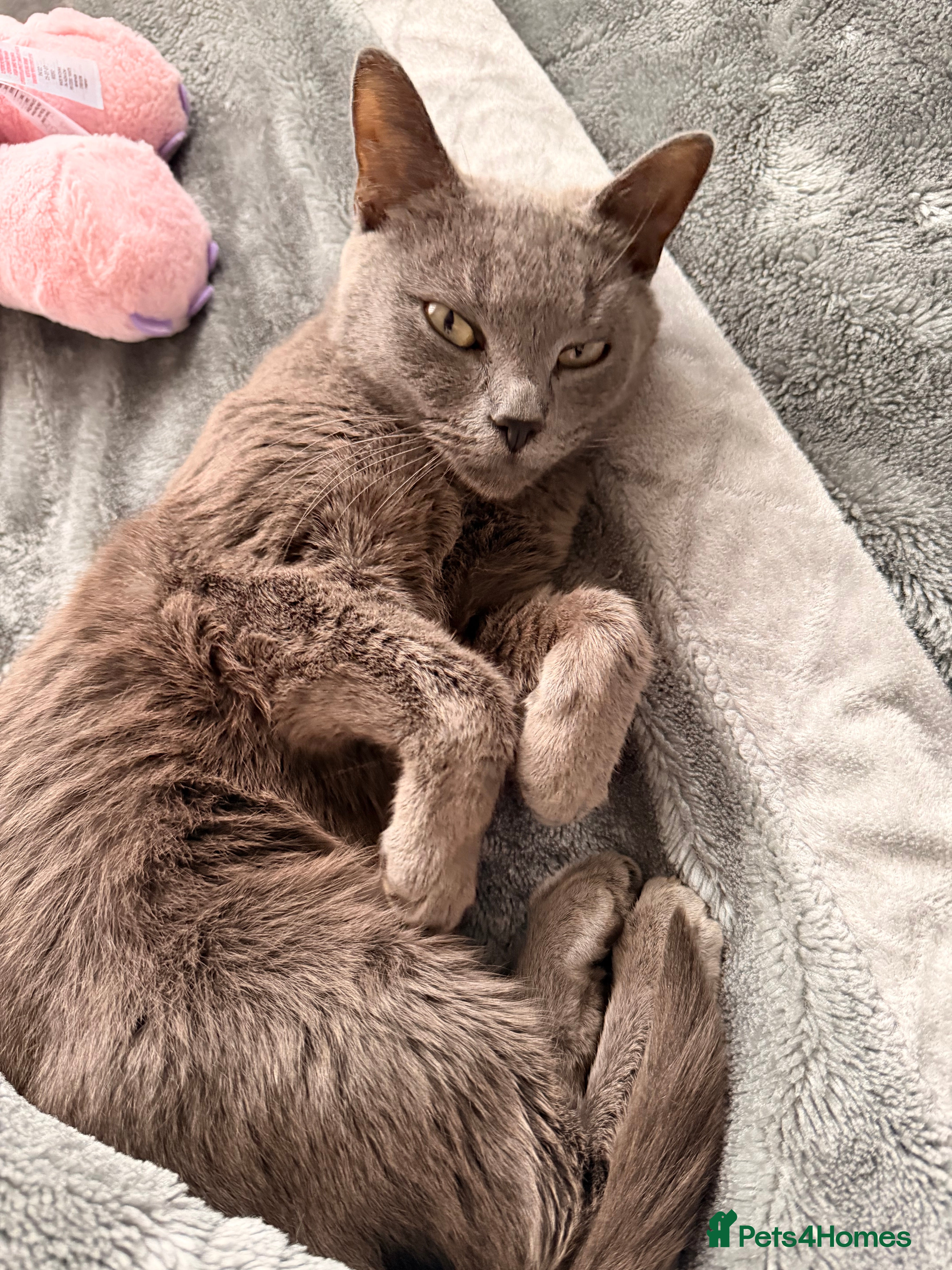 Mixed Breed cats Kitten shine - Advert 1