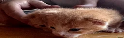 American Shorthair cats for sale: 5 beautiful kittens available  - Advert 15