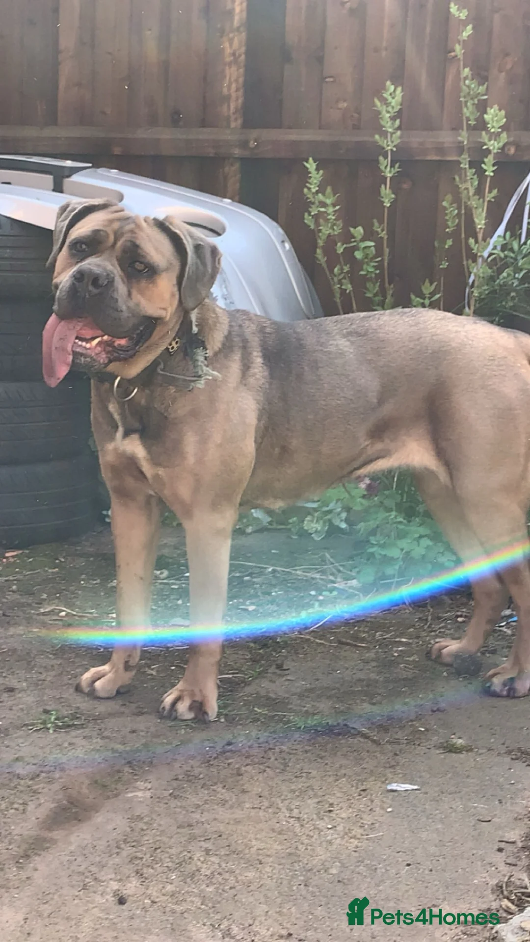 Cane Corso dogs for sale: Cane corso female  in Birmingham - Advert 1