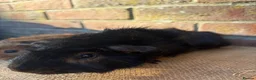Guinea Pig rodents for sale: Handsome boars  - Advert 5