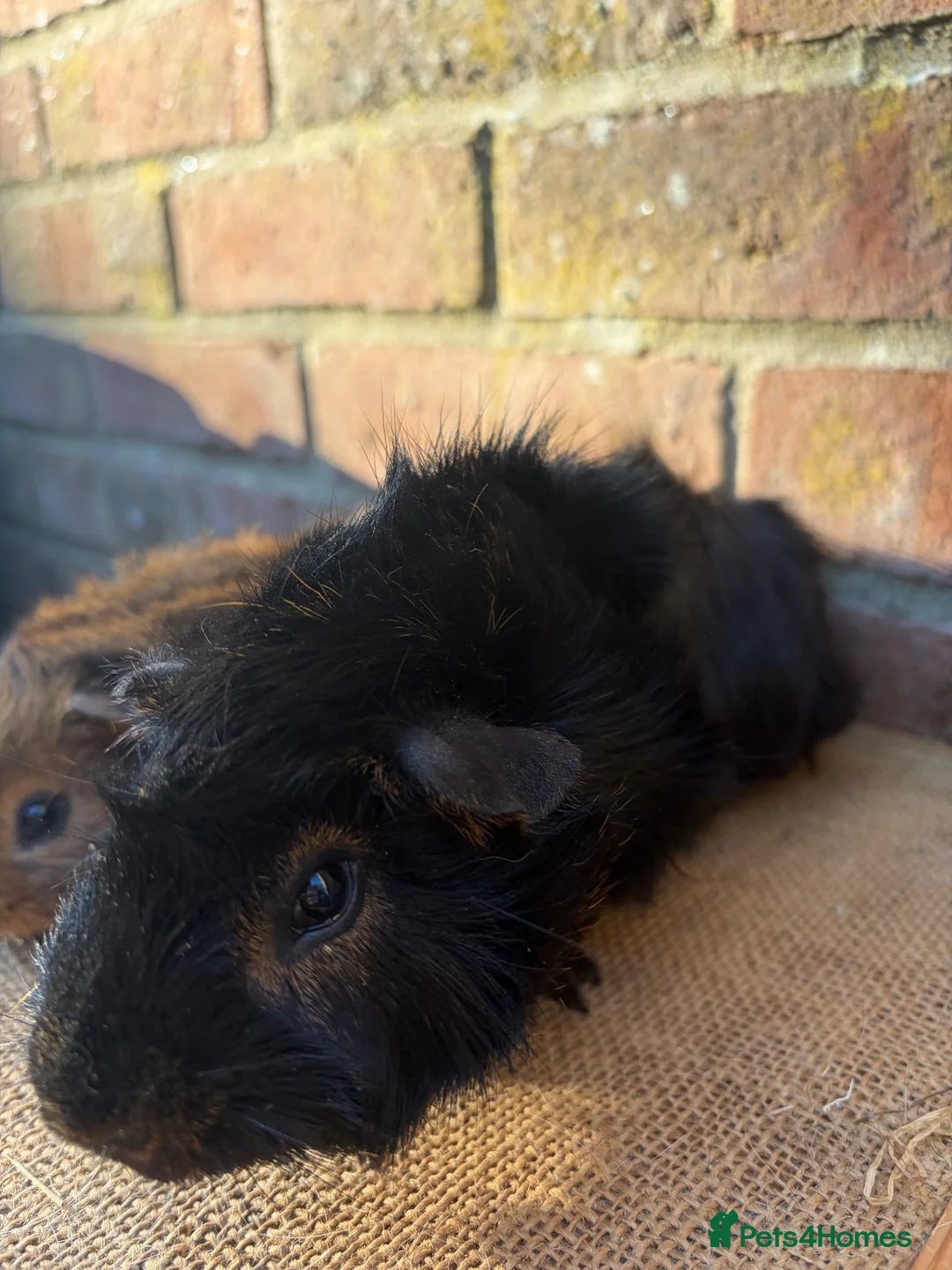Guinea Pig rodents for sale: Handsome boars  - Advert 5