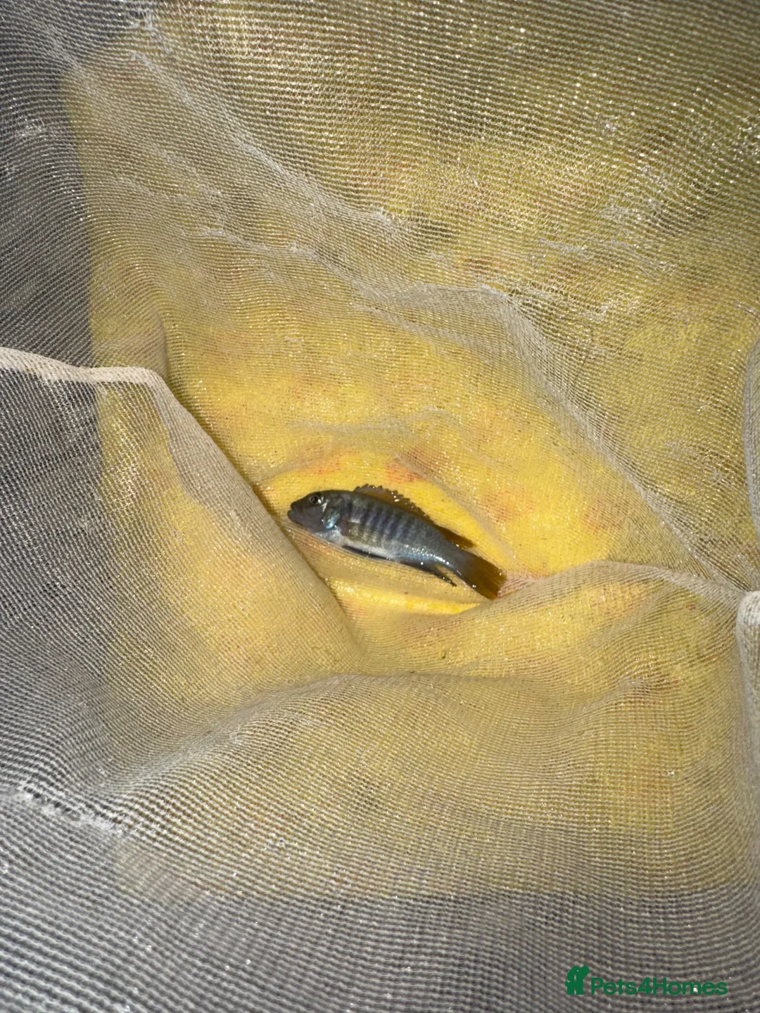 Cichlids fish for sale: Mix of cichlid fish. Mixed sizes  - Advert 7
