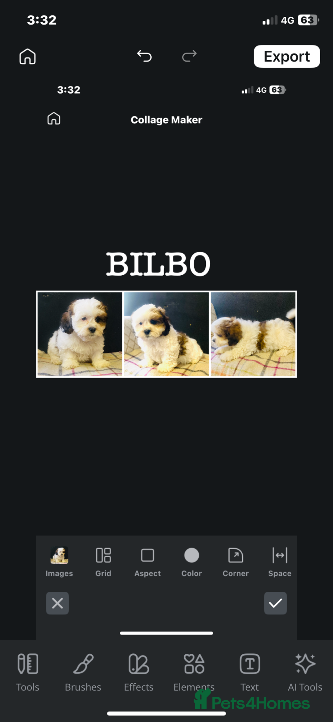 Mixed Breed dogs for sale: BEAUTIFUL HEALTH TESTED MALSHIPOO PUPPIES - Image 3