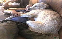 Golden Retriever dogs for sale: Championline puppies in London - Image 17