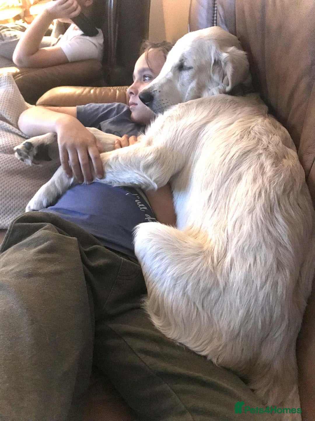 Golden Retriever dogs for sale: Championline puppies in London - Image 17