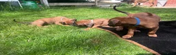 Rhodesian Ridgeback dogs for sale: Rhodesian Ridgeback girls looking for loving homes in Portsmouth - Advert 7