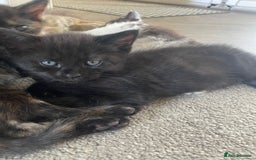 Mixed Breed cats for sale: Beautiful boy - Image 2